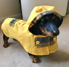 Dachshund mengenakan jaket hujan bertudung berwarna kuning