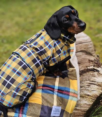 Anjing dachshund memakai mantel tartan warna biru, kuning, dan hitam