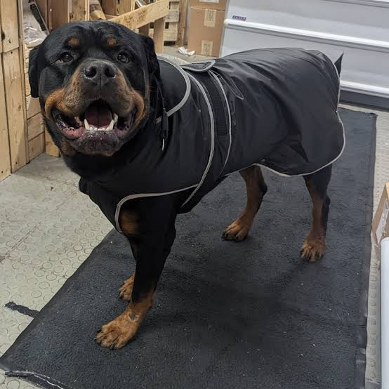 Anjing rottweiler mengenakan mantel hitam dengan garis reflektif