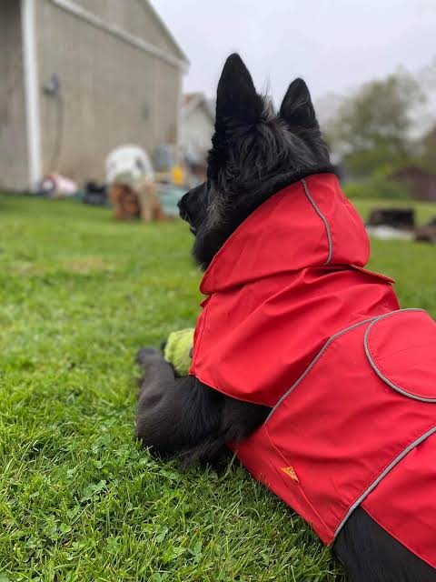 Anjing hitam memakai mantel outdoor merah di rerumputan